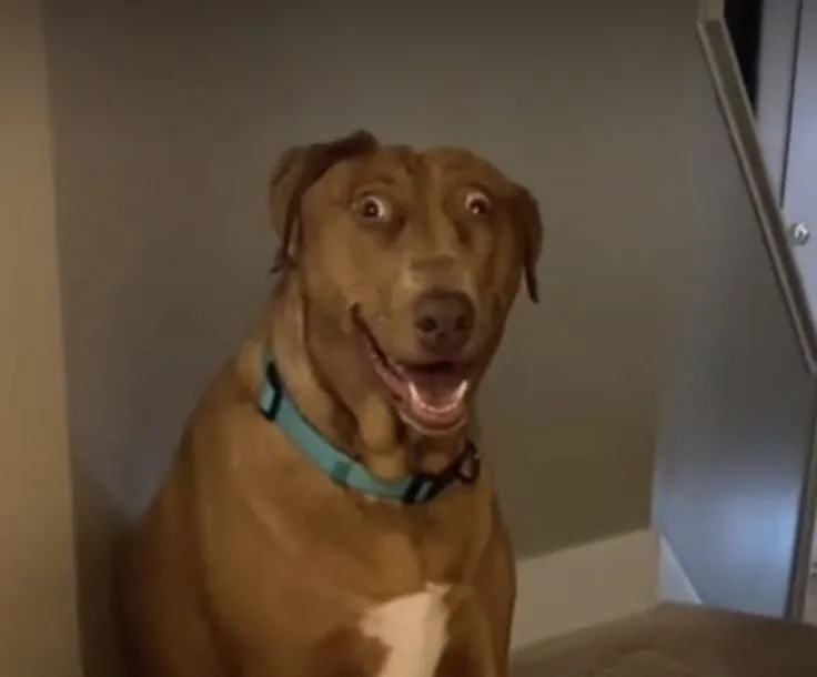 Góc liếc huyền thoại của chó Corgi, trend mới khuấy đảo mạng xã hội