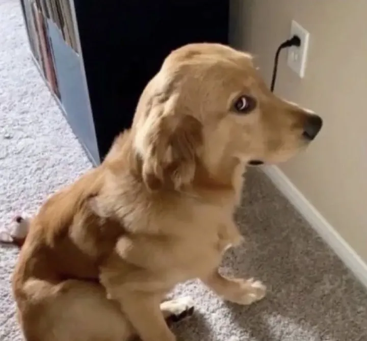 Chó liếc mắt dửng dưng, trông vừa cay độc vừa buồn cười