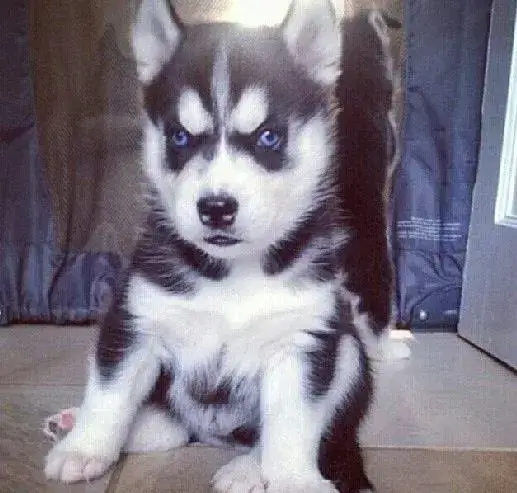 Chó Husky con lườm sắc, biểu cảm chán chường rất hài hước