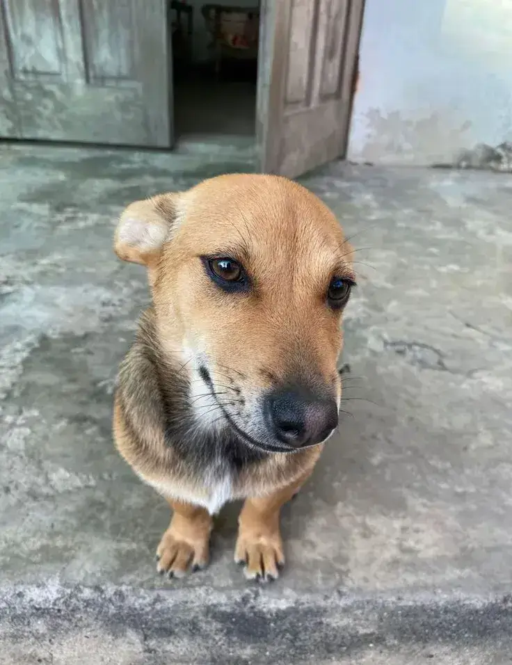 Chó liếc mắt chua chát, trông vừa hài vừa cay cú