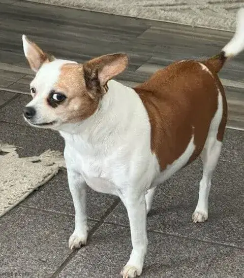 Meme chó liếc đầy giễu cợt, biểu cảm cực châm biếm