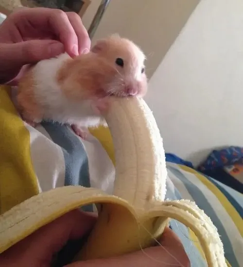 Khi biểu cảm chuột gặm chuối trở thành chất liệu hài đỉnh