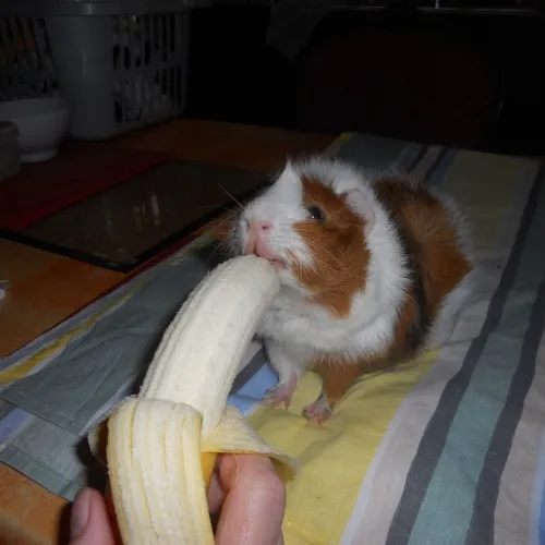 15 ảnh Meme Chuột Ăn Chuối hài hước đáng yêu khiến dân mạng cười ngất