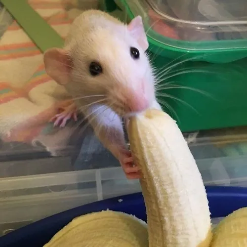 Hình chế meme vui ruột trái mềm gợi sự thòm thèm dễ thương