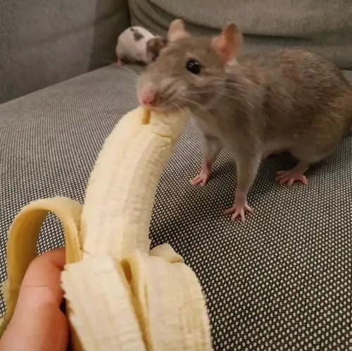 Ảnh troll trái vàng mềm khiến nét ăn vụng càng rõ rệt