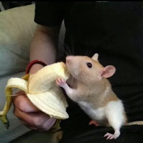 Meme chuột và miếng chuối khiến dân mạng cười ngất