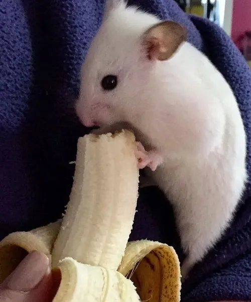 Meme hài chuột ôm chuối như kho báu riêng của nó