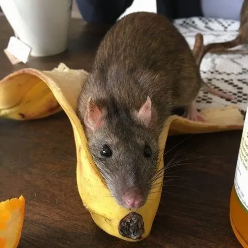 Bộ chế chuột ngửi chuối đầy biểu cảm genz