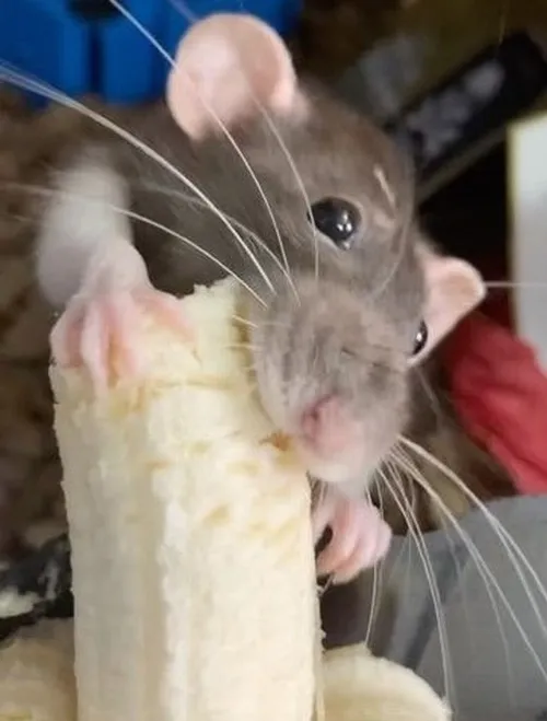 Ảnh vui bàn tay bé xíu thể hiện thói quen giữ mồi