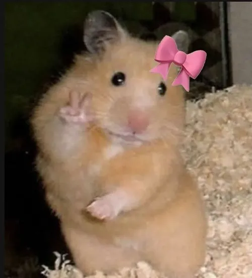 Meme chuột hamster khinh với chiếc má phồng ra lạnh nhạt