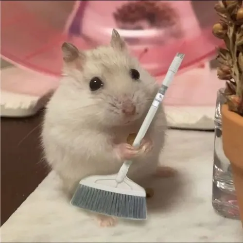 Meme chế chuột hamster kinh sợ dựng cả râu dài