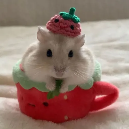 Meme chuột hamster giật mình bật người nhìn cực hài