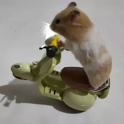Khoảnh khắc chuột hamster tủi thân phồng má nhìn xuống đầy thương xót