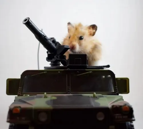 Ảnh troll chuột hamster nhếch môi nửa cười nửa bất cần