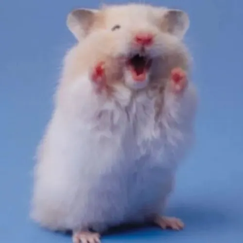 Những khoảnh khắc chuột hamster tạo meme khiến dân mạng bật cười