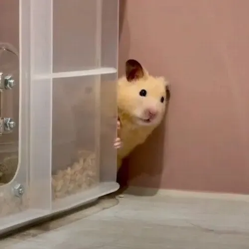 Hamster nhỏ nhắn nhưng biểu cảm lại vô cùng đắt giá