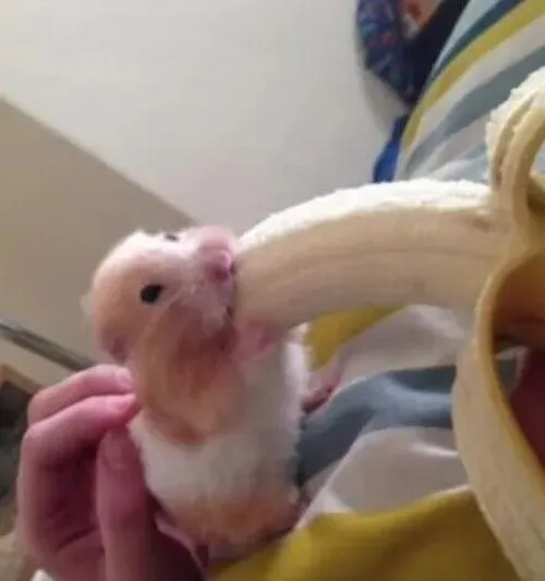 Meme hài chuột hamster tức giận dựng cả bộ lông mềm