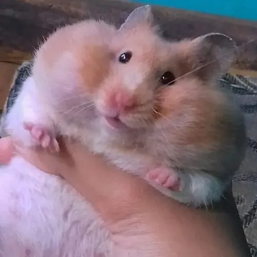 Meme hài chuột hamster hôn không khí bằng vẻ mặt đáng yêu