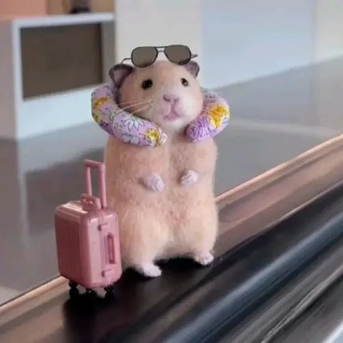 Ảnh chế chuột hamster ghê tởm nhăn mặt nhẹ cực buồn cười