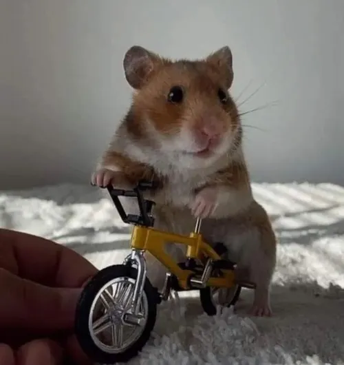 Meme chuột hamster nhăn mặt khó chịu nhìn cực đáng yêu