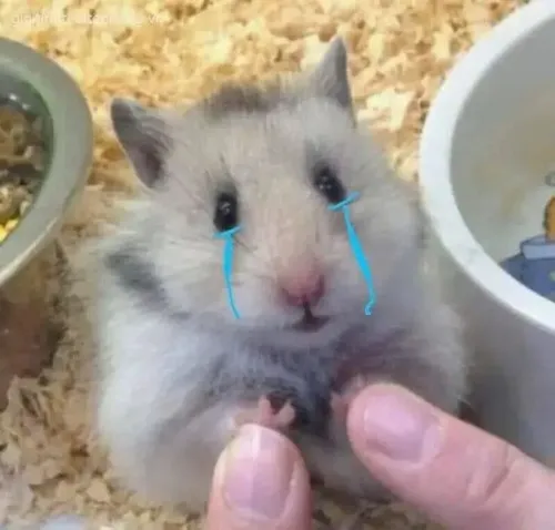 Ảnh vui ti hí buồn rúc vào tấm chăn