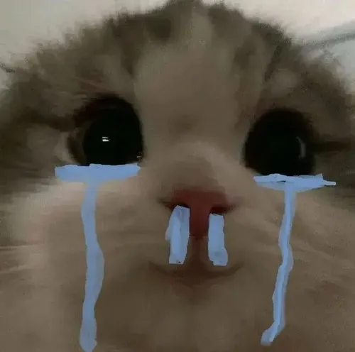 Meme mèo mắt ướt thút thít nhìn phô mai rơi