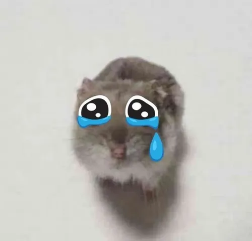 Ảnh chế chuột Hamster ôm gối khóc nhẹ khi drama ập tới