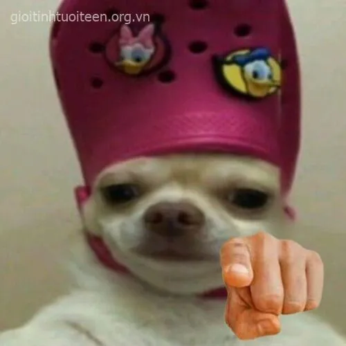 Meme chó chỉ tay lan truyền TikTok khiến ai cũng tag bạn