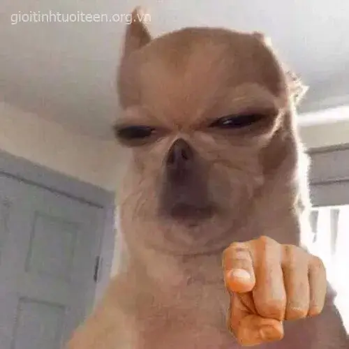 Meme chế chó Cheems trong dáng đứng dằn mặt