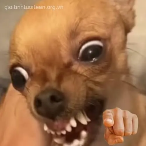 Khi meme chó chỉ tay trở thành biểu tượng cà khịa vui