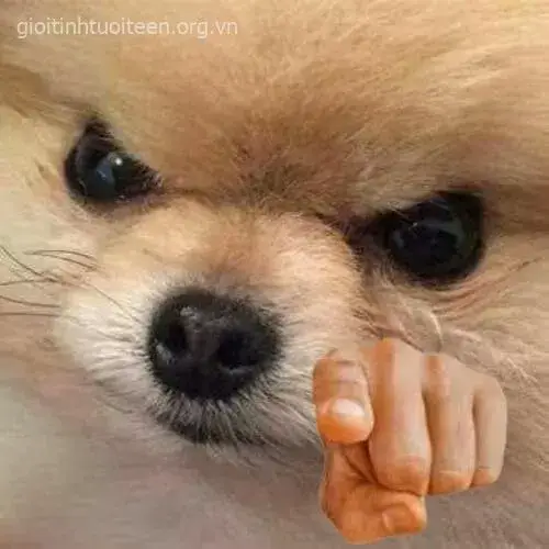 Hình troll chó dằn mặt ai đó trong group chat