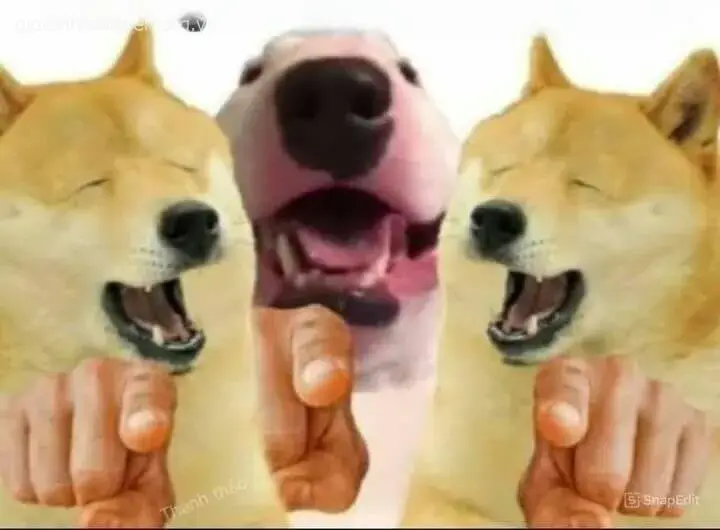 Ảnh troll chó chỉ tay “bắt quả tang” cực dễ thương