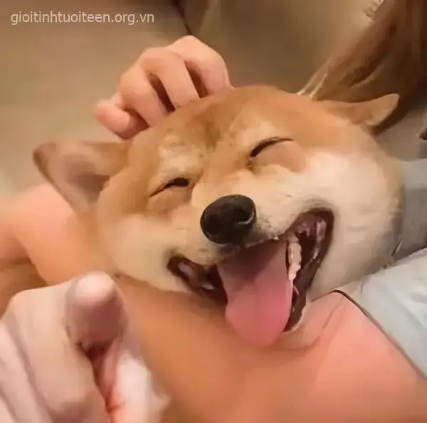 Ảnh chế chó phản ứng mạnh trước caption bóc phốt