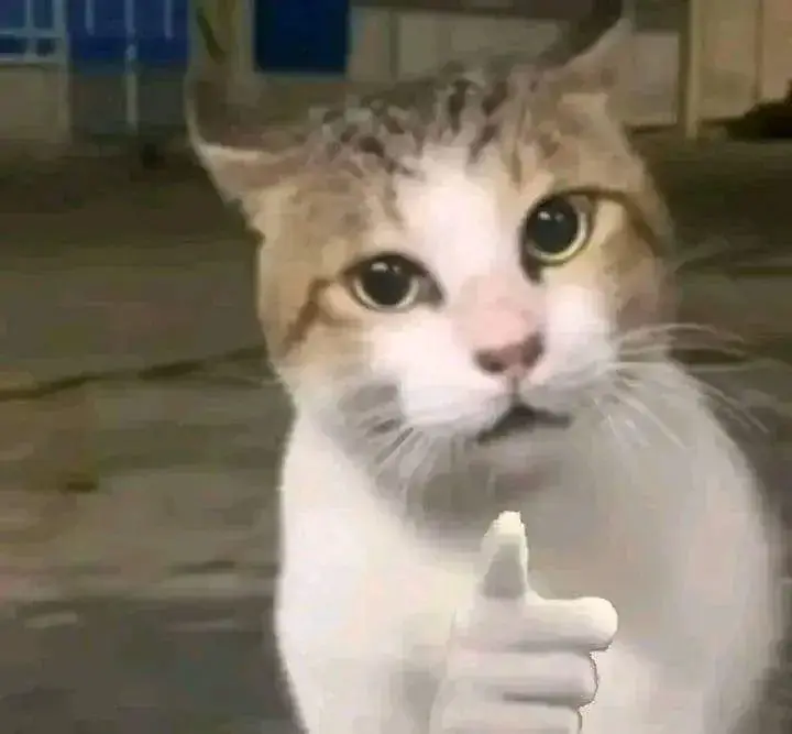 Meme mèo nhỏ chỉ tay ngộ nghĩnh tạo không khí sảng khoái.