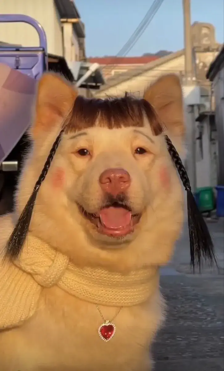 Meme chó bựa bá đạo, tạo dáng nhây cực hài.