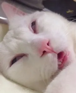 Hình chế vui mèo buồn bên khung cửa sổ.