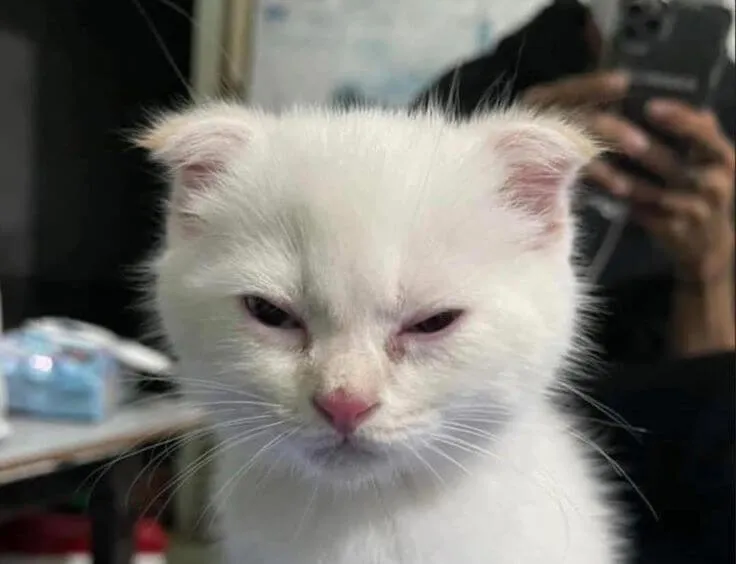 Mèo chạnh lòng ngồi thẫn thờ, mắt buồn như muốn òa khóc.