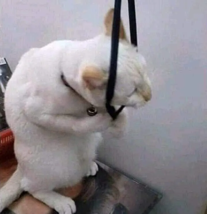 Mèo cô độc cúi gằm, đôi mắt đỏ hoe đầy thương tổn.