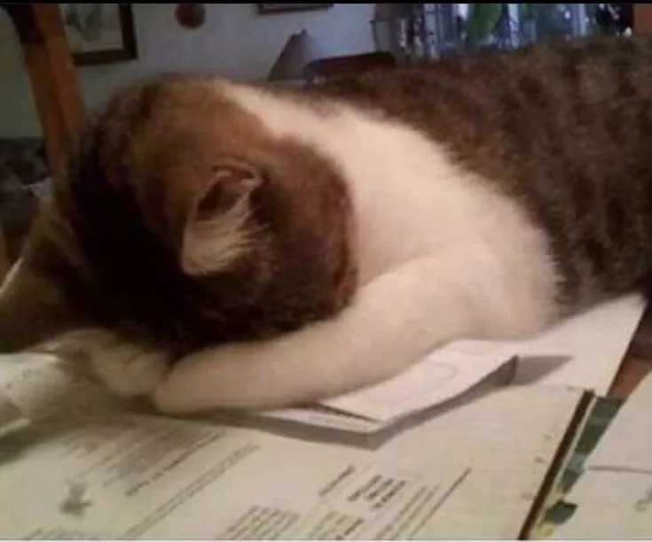 Ảnh troll mèo tủi thân khiến dân mạng xúc động.