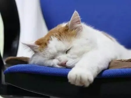 Meme chế mèo cúi đầu biểu hiện buồn bã.