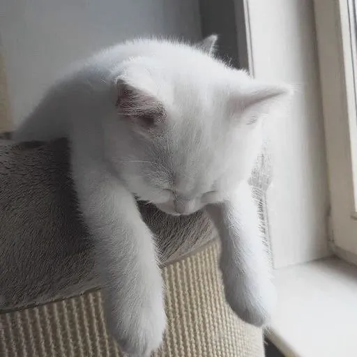 Biểu cảm mèo thất vọng, đôi mắt cụp xuống chứa chan nỗi buồn.