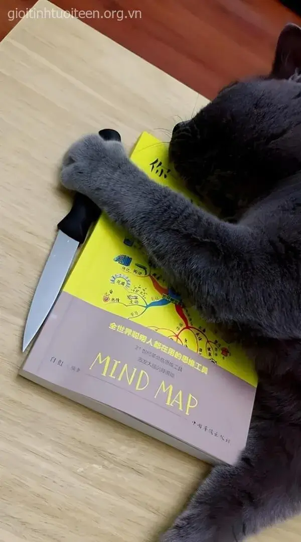 Hình troll chú mèo cầm dao ngầu nhưng đáng yêu