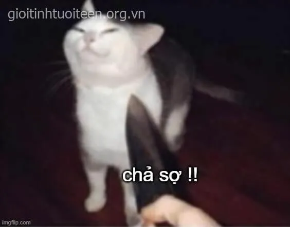 Meme mèo cầm dao phản ứng khi bị bạn trêu