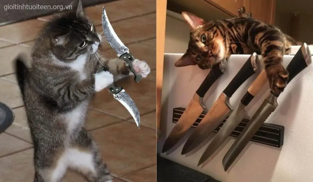 Biểu cảm mèo nghiêm nghị, tay chặt dao đầy hung hăng.