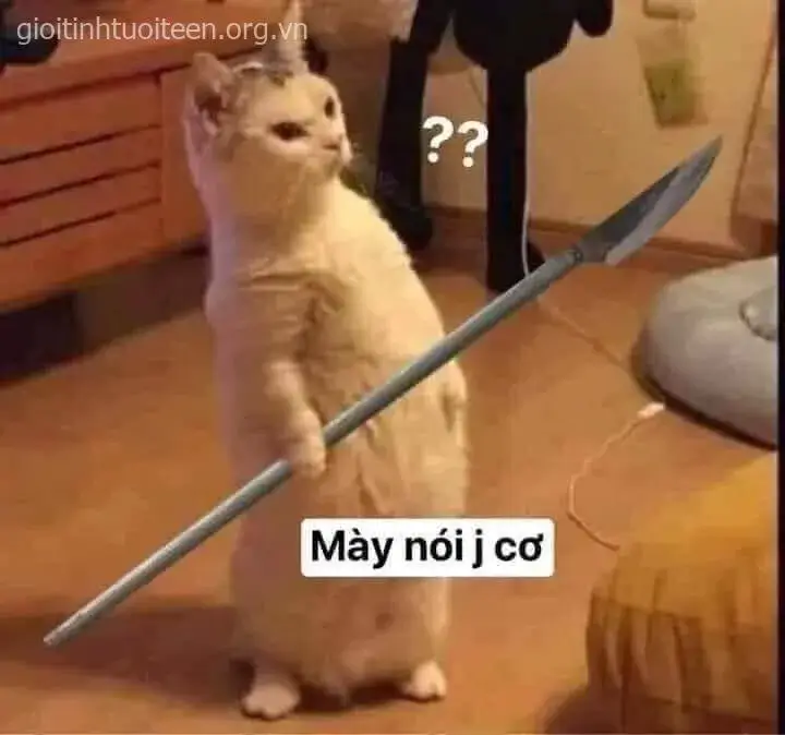 Ảnh vui mèo lạnh lùng cầm dao tạo trend TikTok