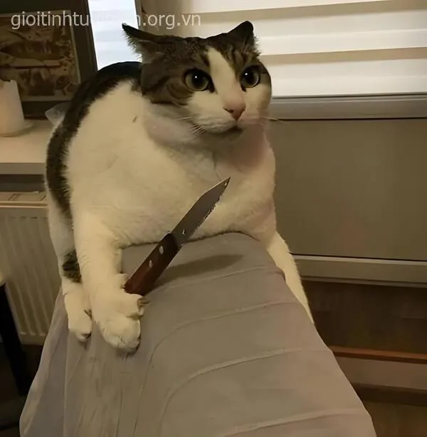 Meme mèo cosplay phản diện nhỏ siêu đáng yêu