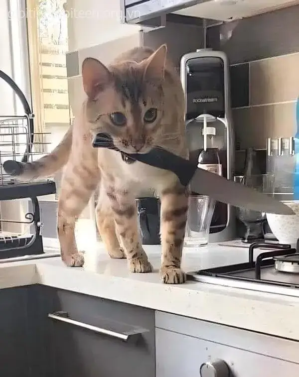 Ảnh troll combo dao và mắt mèo lạnh rợn