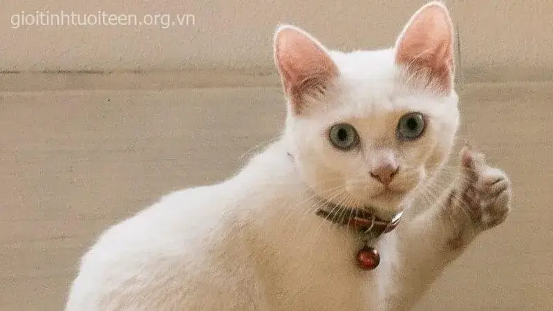Gương mặt mèo trắng tươi rói, ngón cái giơ cao đầy tán thưởng.