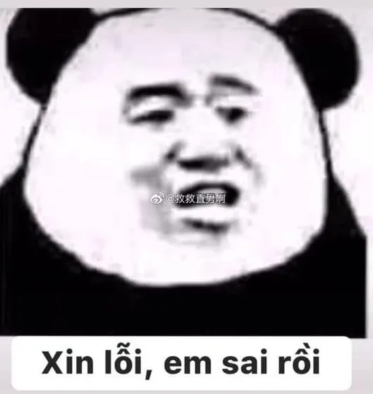 Meme gấu trúc xin lỗi, em sai rồi