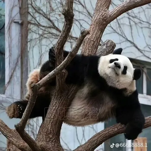 Cách meme gấu trúc ngang ngược giúp nói thẳng mà không quá đà